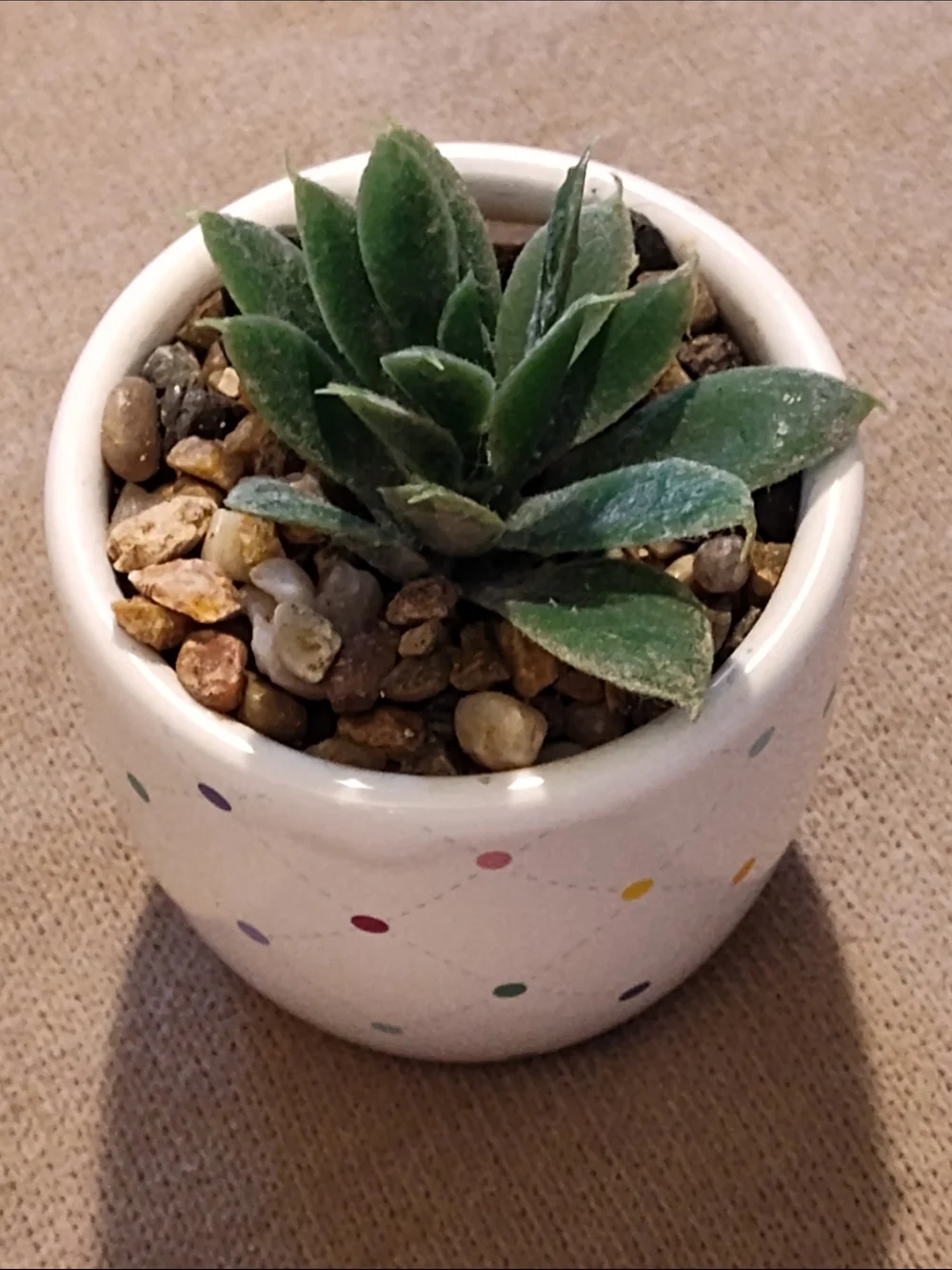 Small Green Succulent in Polka Dot Ceramic Pot